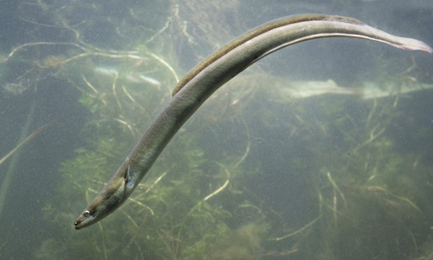 European eel swims wallpaper