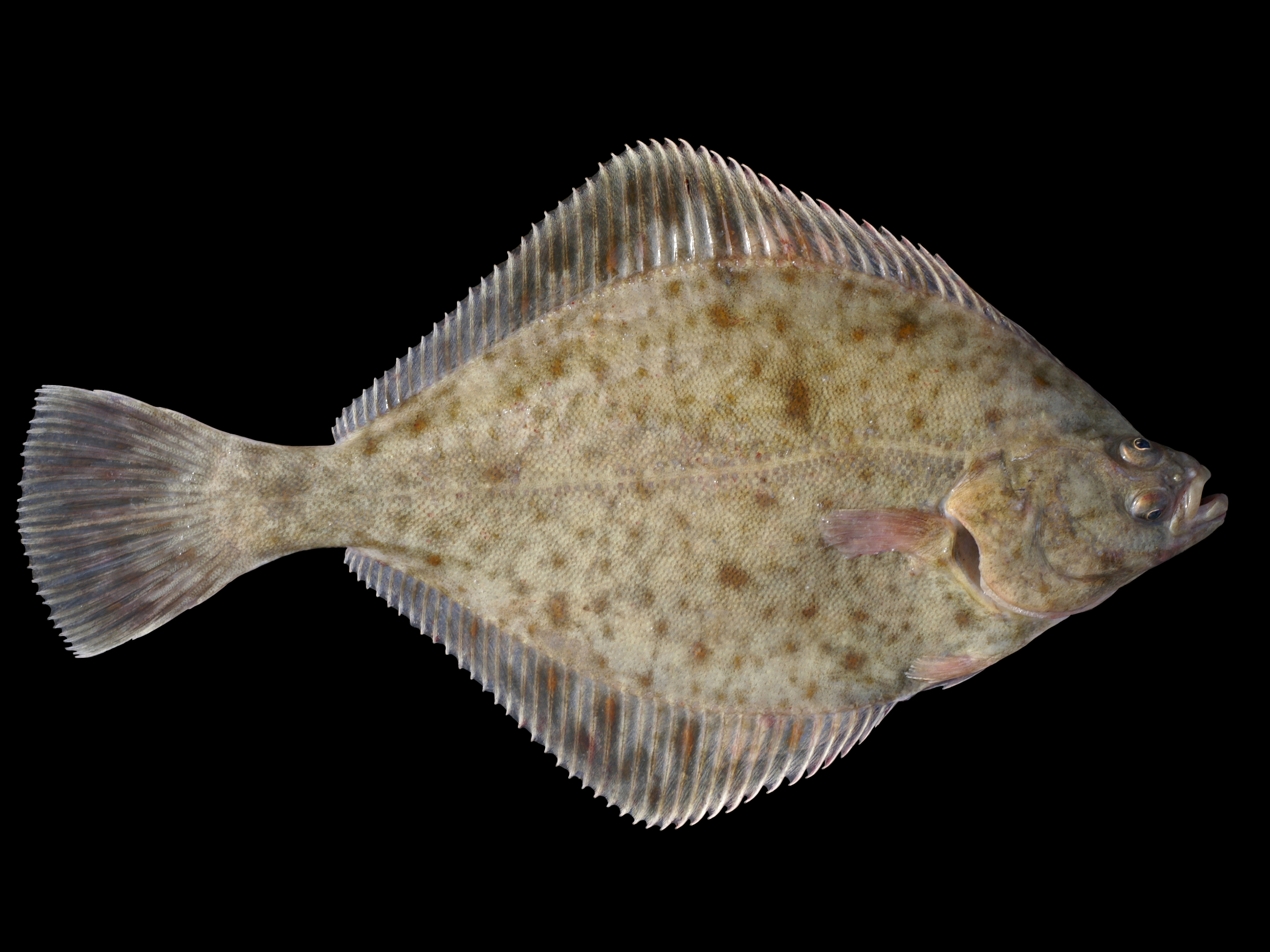 European flounder wallpaper