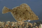 European flounder