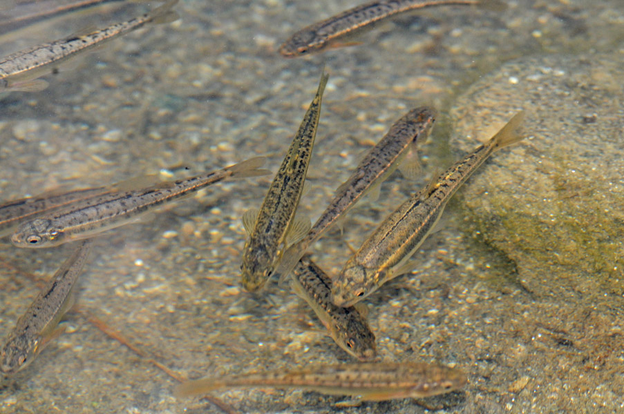 European minnow wallpaper