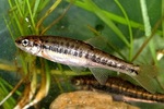 European minnow swims