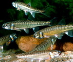 European minnows