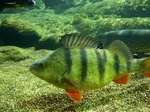 European perch in aquarium