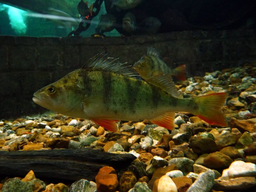 European perch wallpaper