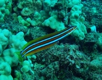 Evening Saber-toothed blenny