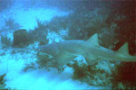 Evening Smalltooth sawfish