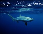 Evening Thresher shark