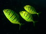 Evening Yellow jack fishes