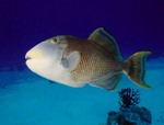 Evening Yellowmargin triggerfish