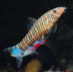 Evening Zebra loach