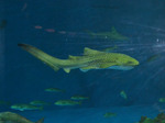 Evening zebra shark