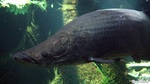 Face  Arapaima