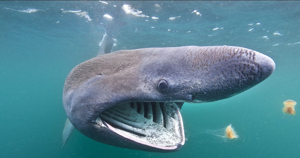 Лицо гиганской акулы фото