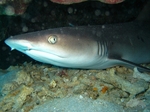 Face Bamboo shark