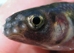 Face bluntnose minnow