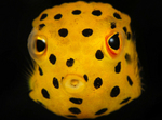 Face boxfish