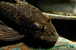 Face bristlenose catfish