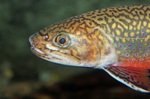 Face brook trout