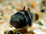 Face Bumblebee goby