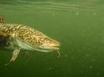 Face burbot