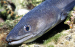 Face conger eel