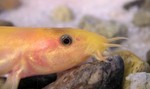 Face dojo loach 