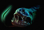 Face dragonfish