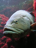 Face dusky grouper