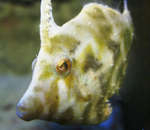 Face filefish