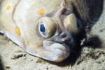 Face flatfish