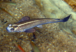 Face four-eyed fish swims