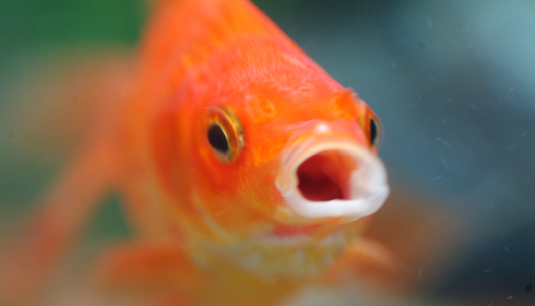 Face goldfish wallpaper