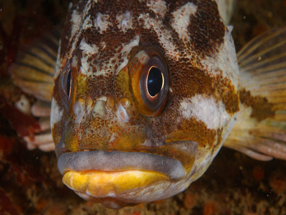 Лицо суслика морского окуня фото
