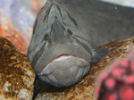 Face Monkeyface prickleback