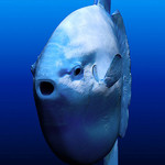 Face ocean sunfish