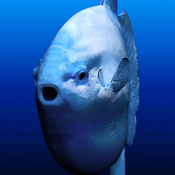 Face ocean sunfish photo and wallpaper. Cute Face ocean sunfish