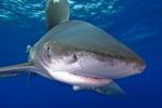 Face oceanic whitetip shark