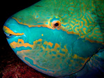 Face parrotfish