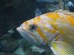 Face сanary rockfish
