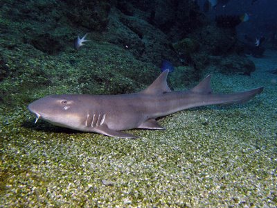 False cat shark wallpaper