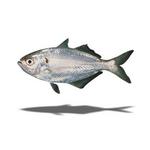 False trevally