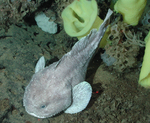 Fathead sculpin