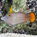 Filefish from one side