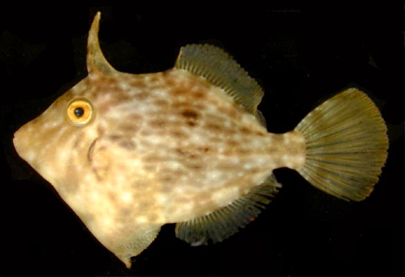 Filefish wallpaper