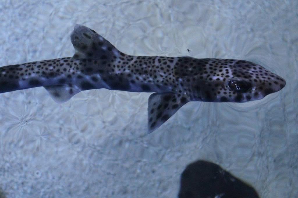 Полосатая кошачья акула фото