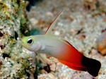 Fire Goby