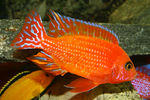Firefish in aquarium