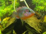 Flagfish swims