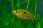 Flagfish on the glass