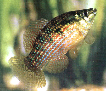 Flagfish wallpaper